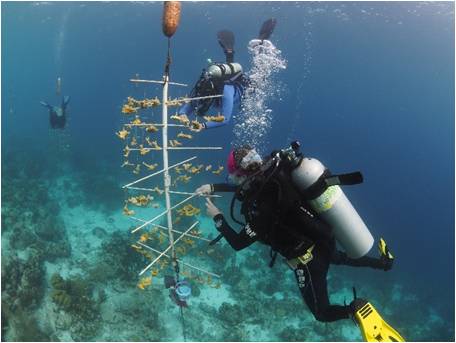 Reef Renewal Foundation Bonaire (formerly Coral Restoration Foundation Bonaire)